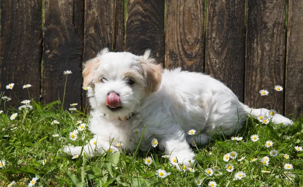 Sweet little whelp showing his tongue lying relaxed in the green — Stock Photo, Image