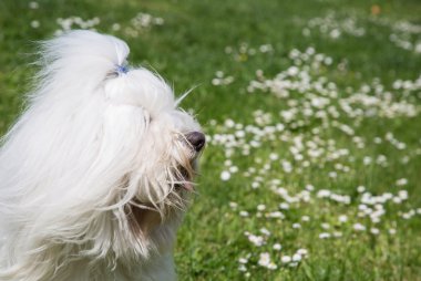 bir köpeğin portresi: coton de tulear.