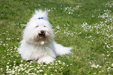 bir köpeğin portresi: coton de tulear.