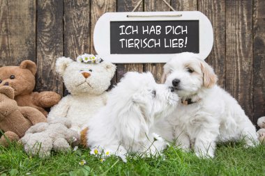 iki küçük bebek köpek öpüşme: düğün için komik tebrik kartı veya