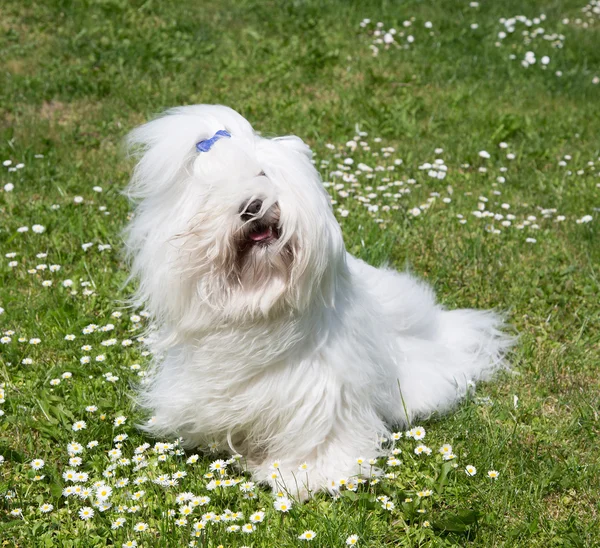 Porträt eines Hundes: coton de tulear. — Stockfoto
