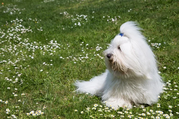 Portret van een hond: coton de Tuléar. — Stockfoto