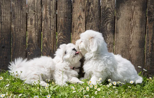 Nagy szerelem: két baba - coton de tulear kölykök - kutyák, csók — Stock Fotó