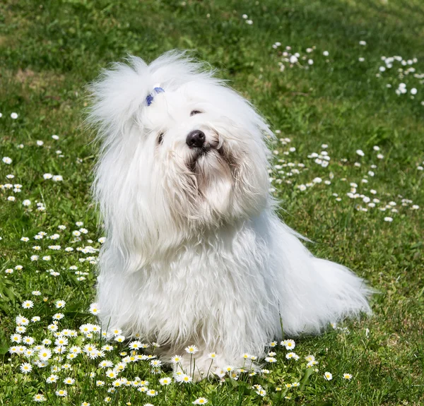 Portrait of a dog: Coton de Tulear. — Stock Image Portrait of a dog: Coton de Tulear. Stock Photo