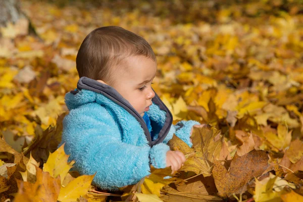 Söt liten pojke sitter i maple lämnar. — Stockfoto