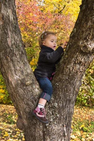 Schattig klein meisje, zittend in een boom in de herfst. — Stockfoto