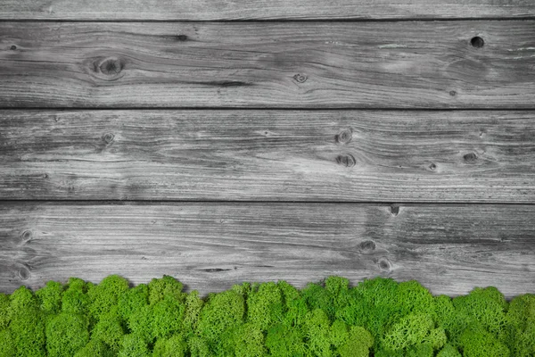 Grey wooden background with green moos. — Stock Photo, Image