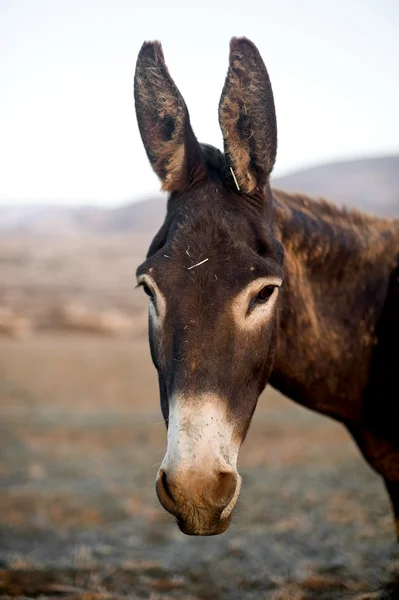 Donkey in een veld — Stockfoto