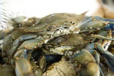taze Yengeç balık Market