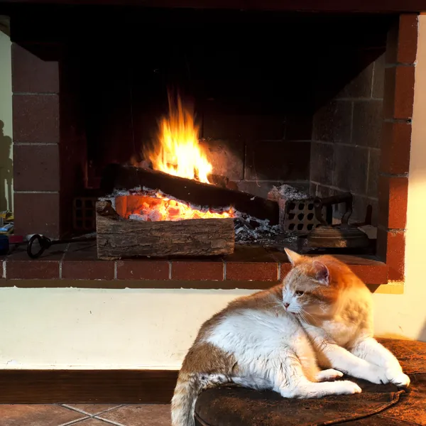 Cat in front of fireplace — Stock Photo, Image