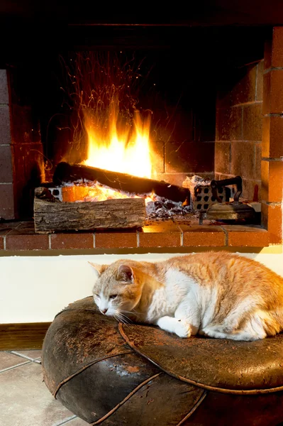 Cat in front of fireplace — Stock Photo, Image