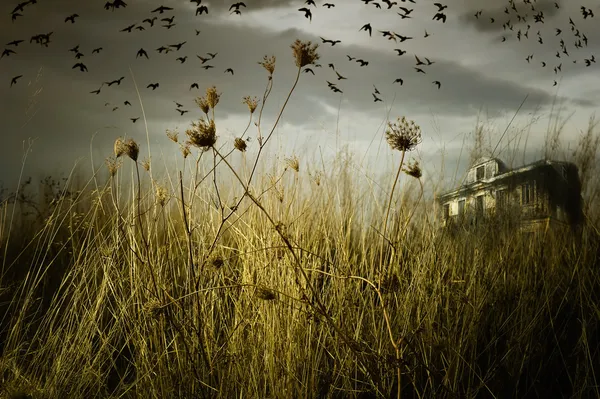 Abandoned haunted house — Stock Photo, Image