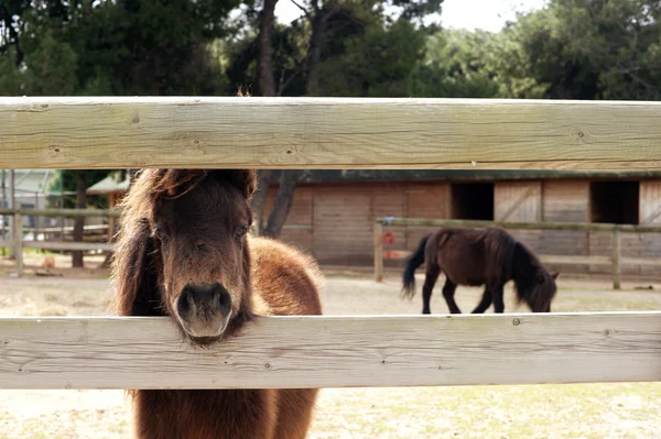 Ponis en una granja — Foto de Stock