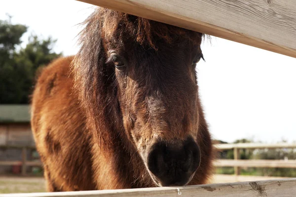 Retrato de pony —  Fotos de Stock