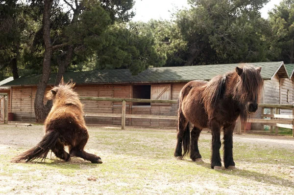 Pony's op een boerderij — Stockfoto