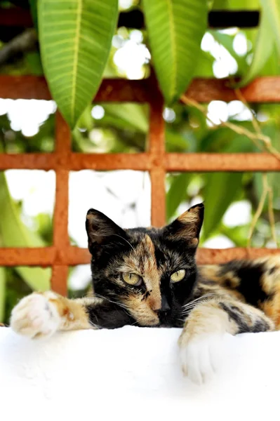 Gatto sdraiato su una recinzione — Foto Stock