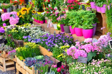 bir mağazada çiçekler