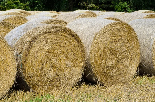 Hay harvest — Stock Photo, Image