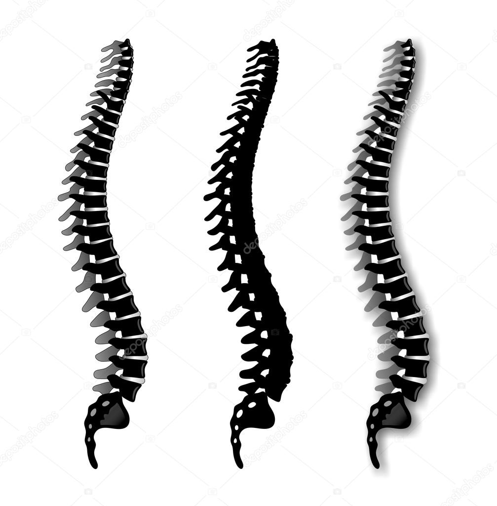 Spine Stock Photo By C Fffranzzz 41541633