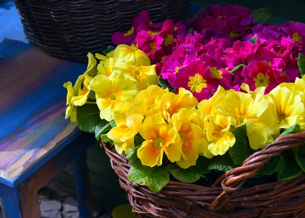 Florista — Fotografia de Stock