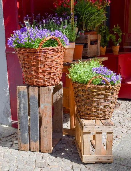 Flores — Fotografia de Stock