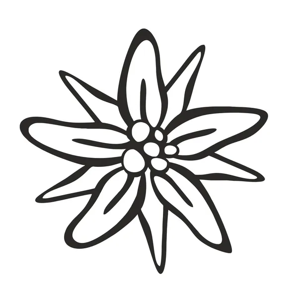 Edelweiss.