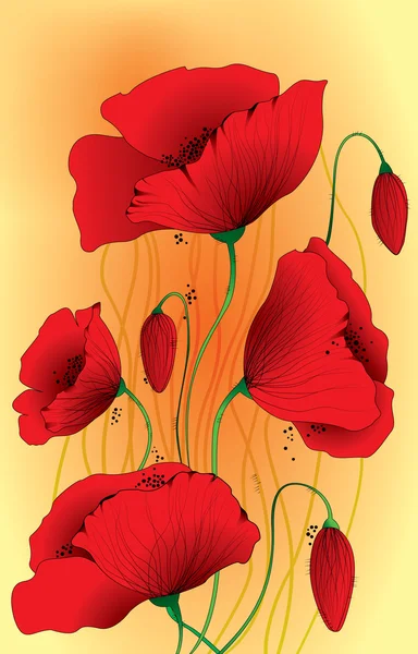 野罂粟罂粟花朵 — 图库矢量图片