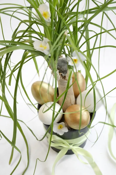 Flor de huevo de Pascua Dracaena —  Fotos de Stock