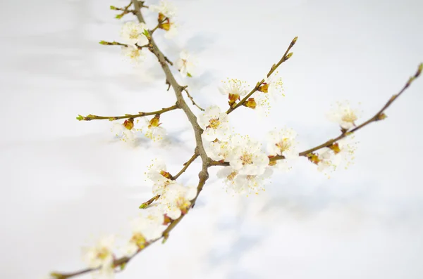 Egg easter spring flowers — Stock Photo, Image