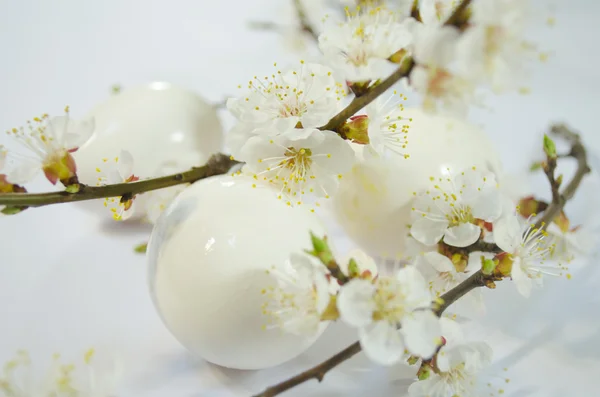 鸡蛋复活节的春天的花朵 — 图库照片