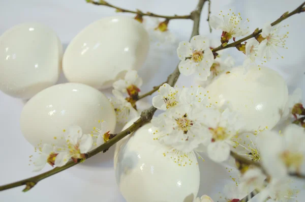 Ägg påsk vårblommor — Stockfoto