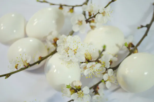 अंडी इस्टर वसंत ऋतु फुले — स्टॉक फोटो, इमेज