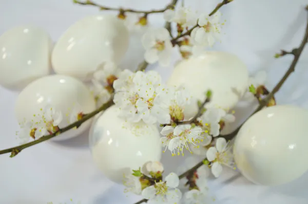 Huevo Pascua primavera flores —  Fotos de Stock