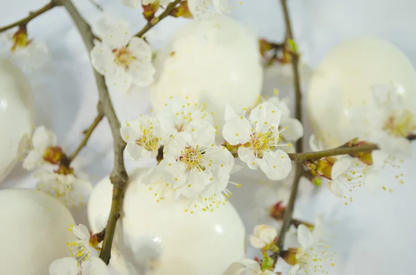 Lentebloemen easter egg — Stockfoto