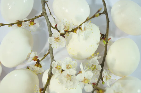 鸡蛋复活节的春天的花朵 — 图库照片