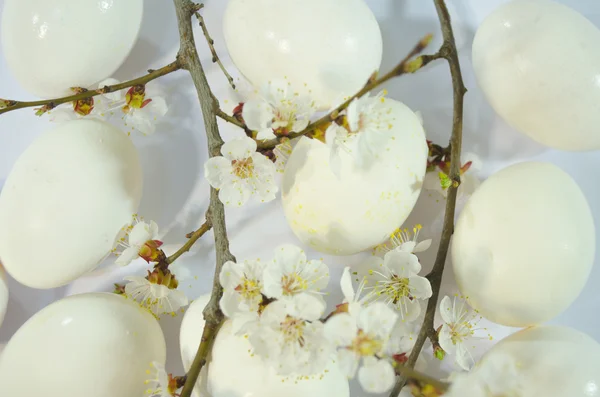 Ägg påsk vårblommor — Stockfoto