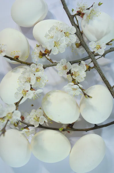 Huevo Pascua primavera flores — Foto de Stock