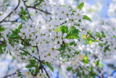 çiçekler elma kayısı kiraz