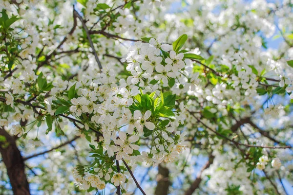 Flowers apple cherry apricot — Stock Photo, Image