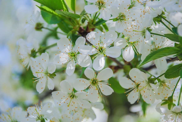 Flowers apple cherry apricot — Stock Photo, Image