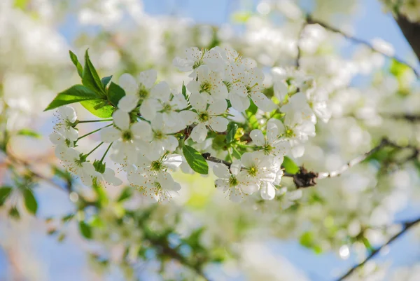 Flowers apple cherry apricot — Stock Photo, Image