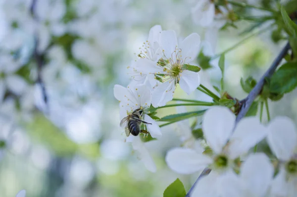 Flowers apple cherry apricot — Stock Photo, Image