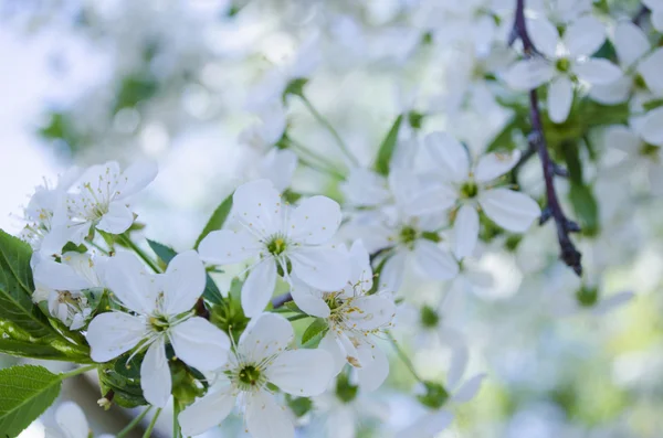 Flowers apple cherry apricot — Stock Photo, Image