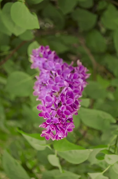 Syringa Lilac background — Stock Photo, Image