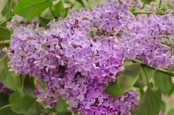 Syringa Lilac background — Stock Photo, Image