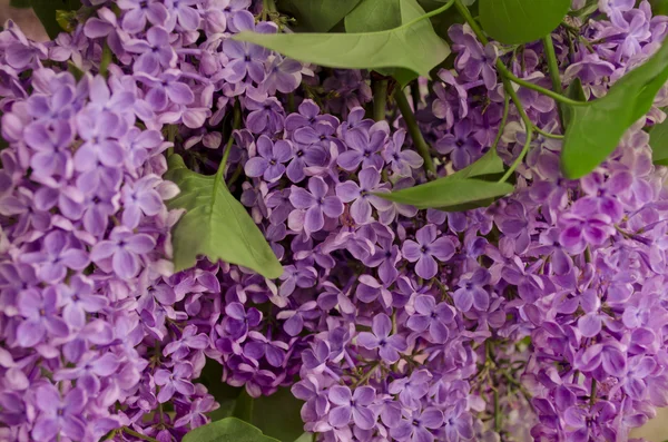 Syringa Lilac background — Stock Photo, Image