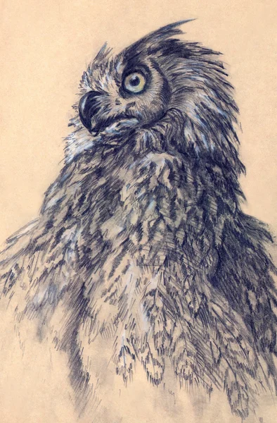 Drawing eagle owl — Stock Photo, Image