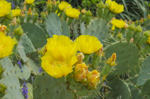 Cactus blooms Opuntia ficus-indica flower