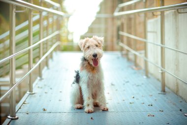 Tilki teriyerinin evcil köpeği, köprüde.