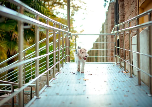 Auf Der Brücke Steht Ein Hund Der Rasse Fox Terrier — Stockfoto